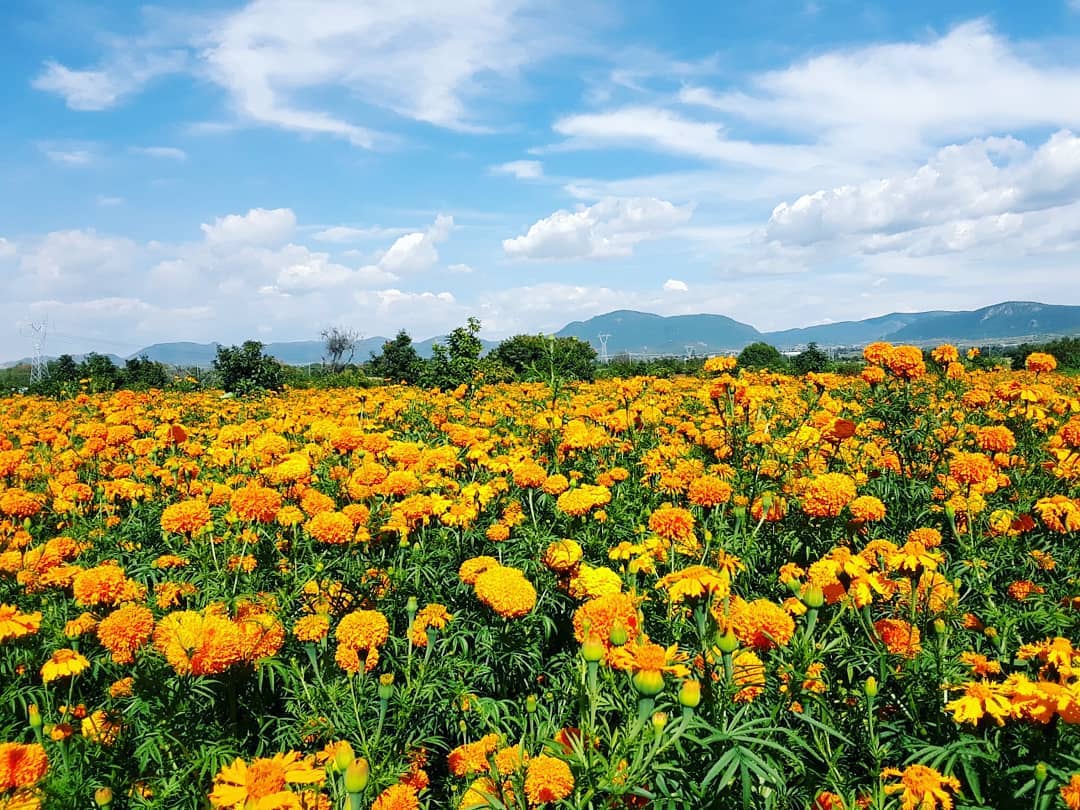 Por qué se usa la flor de cempasúchil en Día de Muertos? - Difusionar