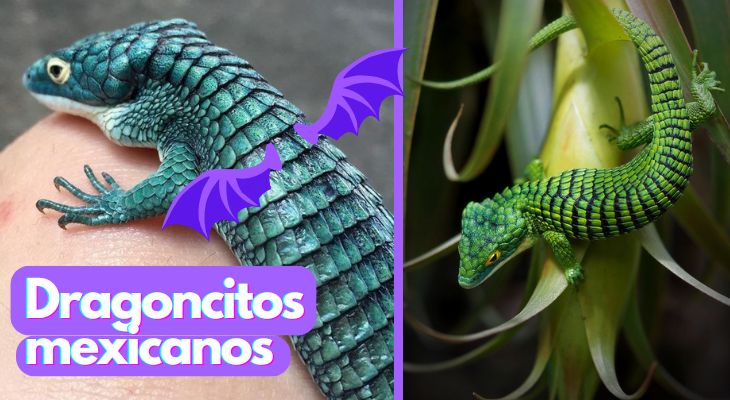 Abronia: Los encantadores dragoncitos mexicanos